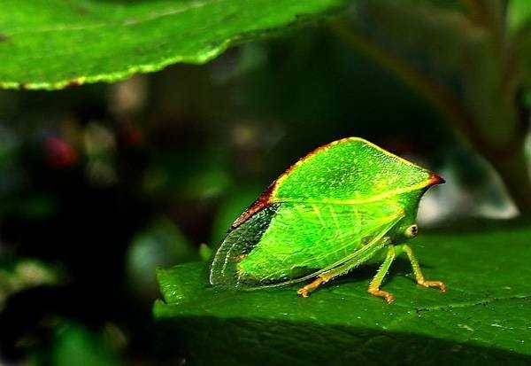 Бодушка бизонья (Stictocephala bisonia)