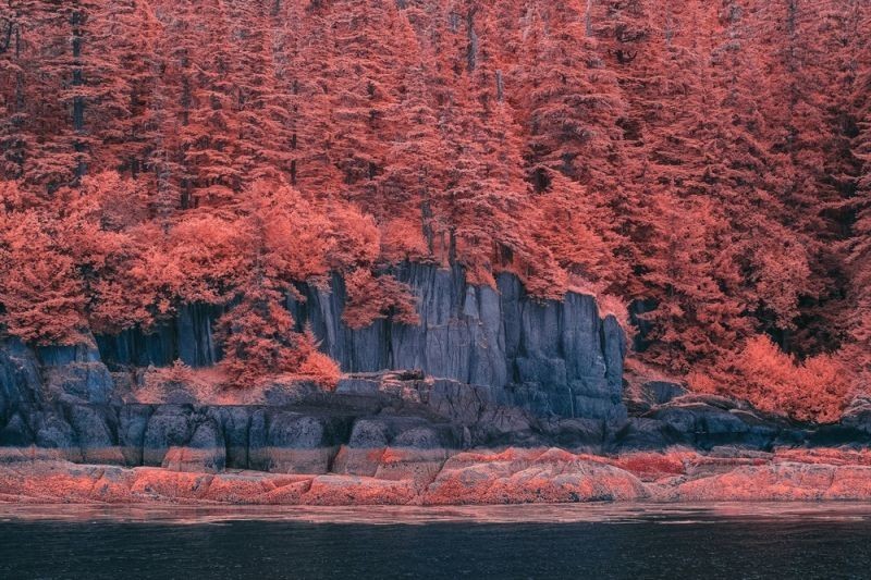 Инфракрасные фотографии природы от Брэдли Манковица