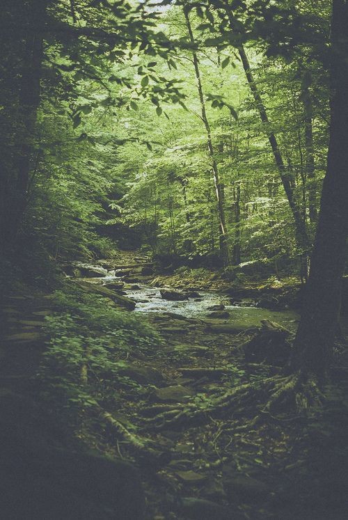Речка в лесу 