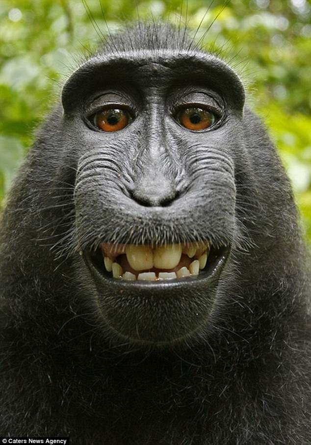 Как обезьянкино селфи сломало жизнь крутому фотографу