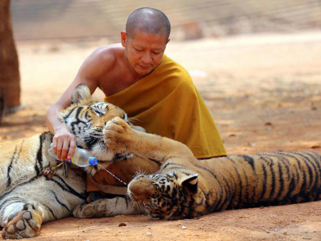 Таиланд: когда вы делаете фотографии с тиграми