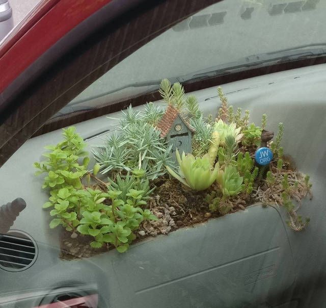 Миниатюрный сад в машине 