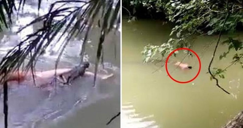 Крокодил вернул тело убитого человека после «общения» с шаманом