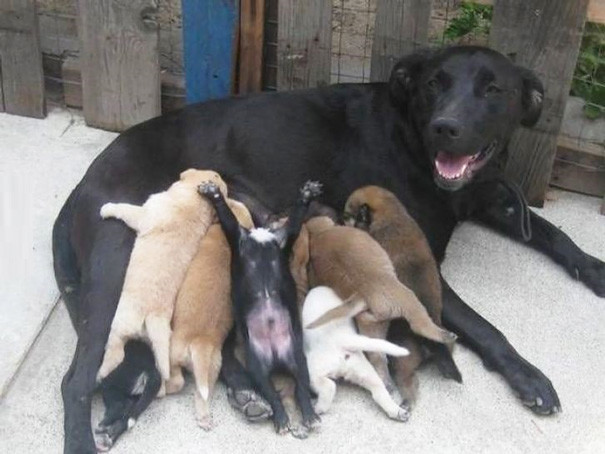 Собаки, которые гордятся своим чудесным потомством