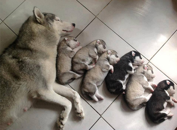 Собаки, которые гордятся своим чудесным потомством