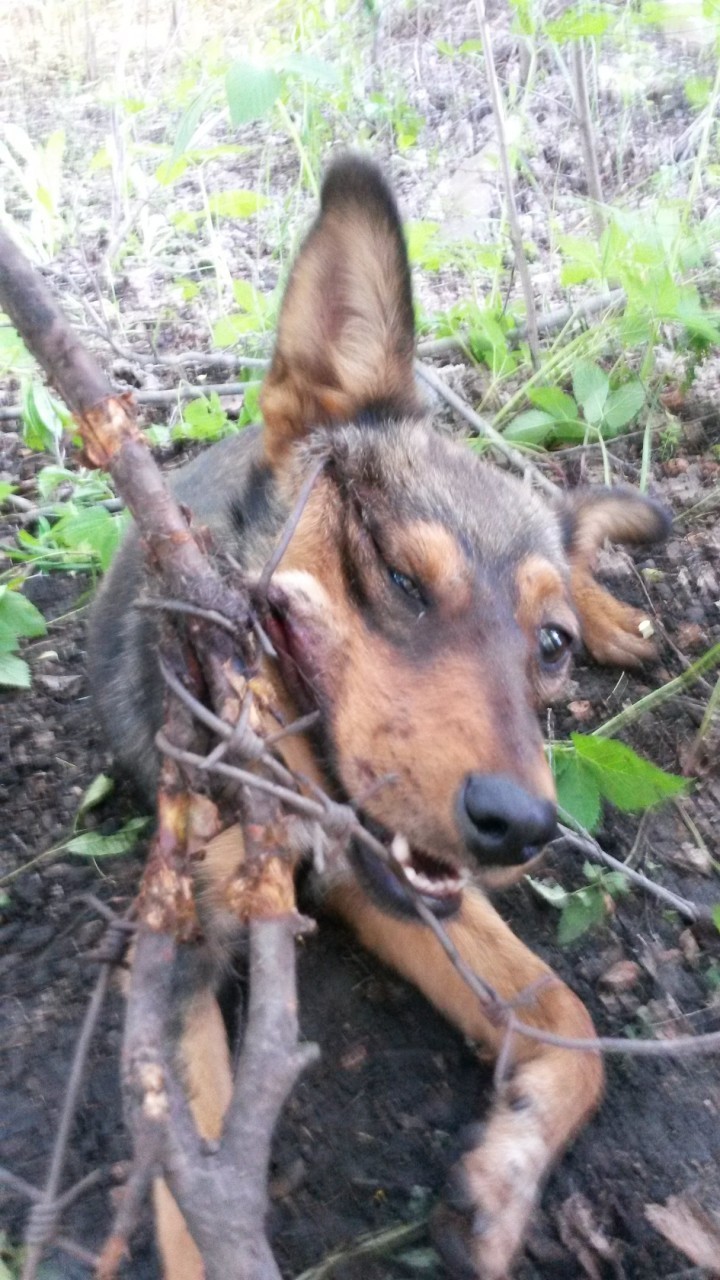 Она неделю провисела на проволоке и плакала на всю округу