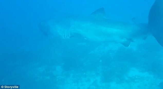 Редчайшую большеротую акулу засняли у берегов Индонезии