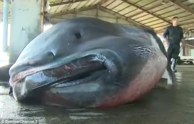 Редчайшую большеротую акулу засняли у берегов Индонезии