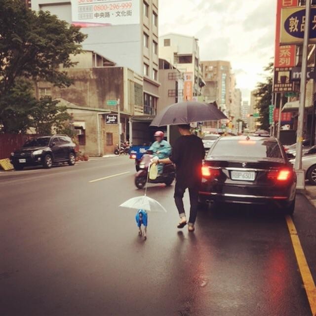 Пес под собственным зонтиком 