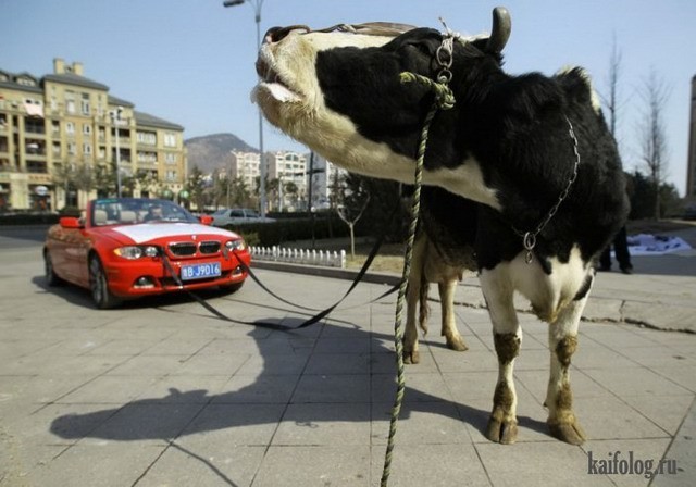 Корова впряжённая в BMW