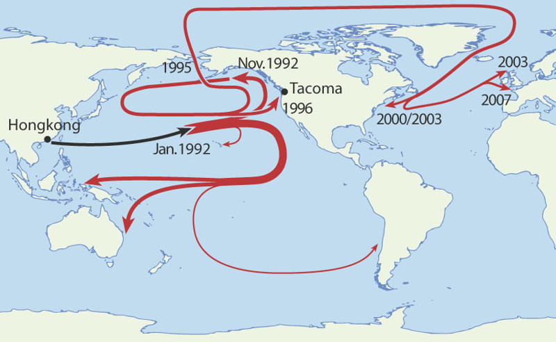 В 1992 году одно грузовое судно потеряло 29 тысяч резиновых уточек прямо посреди Тихого океана... Вот где и когда их повыносило на берег.