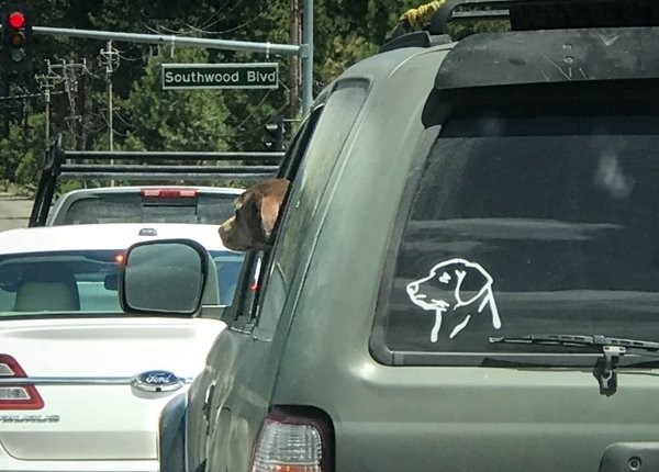 Пес в машине 