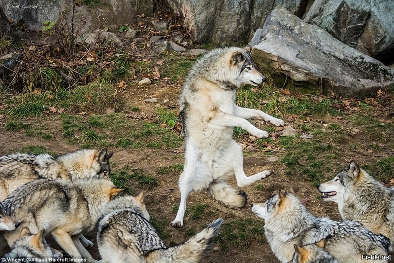 Это же вам не лезгинка, а твист