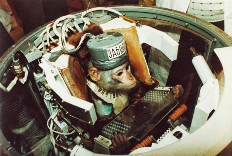 Макака по кличке Забияка в космическом корабле «Бион–9» («Космос–2044»), 1989 год, СССР