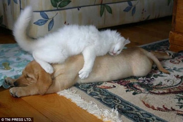 Наглость зашкаливает: коты, использующие собак вместо подушки