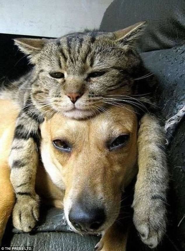 Наглость зашкаливает: коты, использующие собак вместо подушки