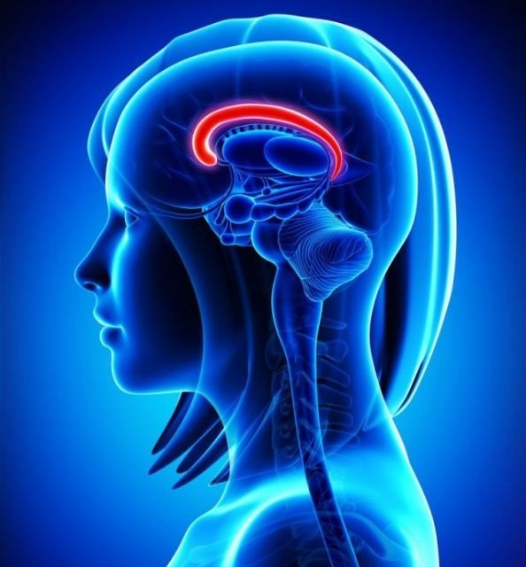 Мозолистое тело в женском мозгу толще, чем у мужчин, и в нем на 30% больше соединений.