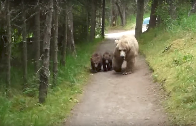 Мужчина снял на камеру, как медведица с двумя медвежатами преследовала его по дороге к лагерю