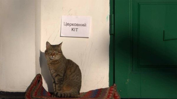 А вот этот украинский котик работает в храме привратником.