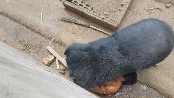 Медведь набросился и утащил туриста, который дразнил его едой