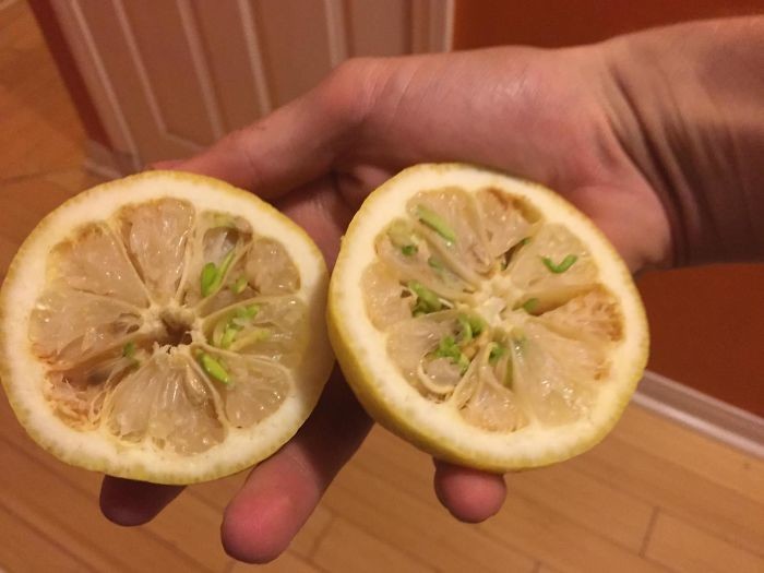 Ростки в лимоне 