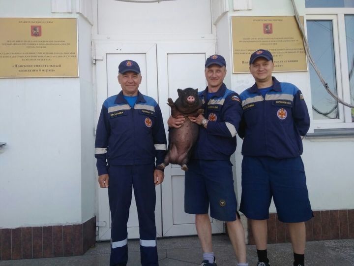 Розовый пятачок за бортом! Московские спасатели выловили из химкинского водохранилища… мини-пига!