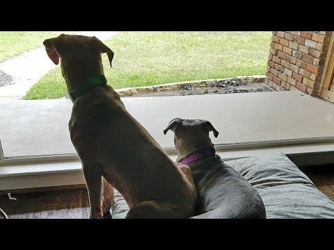 Собаки, отказавшиеся разлучаться друг с другом 