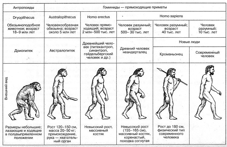 От обезьяны к человеку: десять шагов