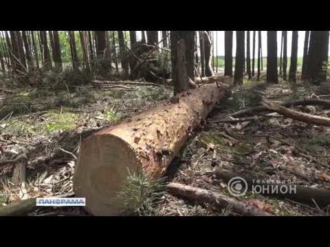 Лес уничтожен на 30%: Украина скатилась на последнее место в Европе по лесонасаждениям 
