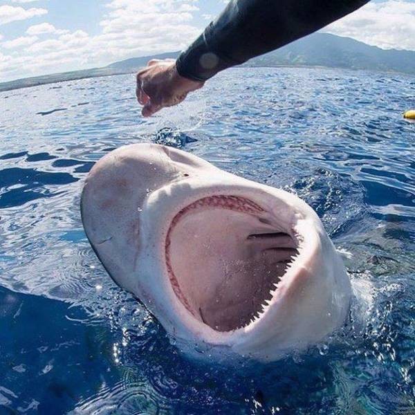Кормление акулы с рук 