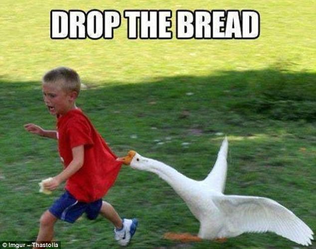 "Хлеб отдай, говорю!"