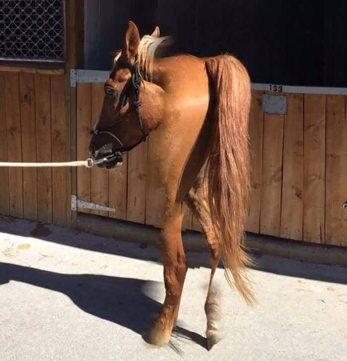 С этой лошадью что-то не так