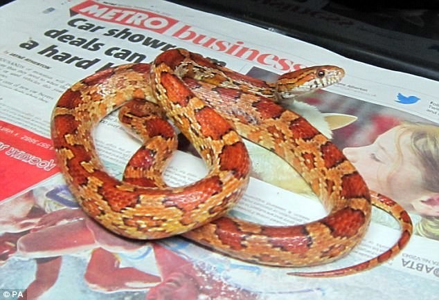 Мать с ребенком обнаружила в новом доме клубок змей!