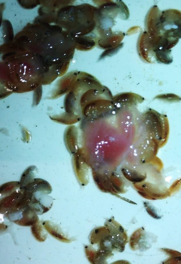 В Австралии странные крошечные морские вампиры атаковали ноги подростка