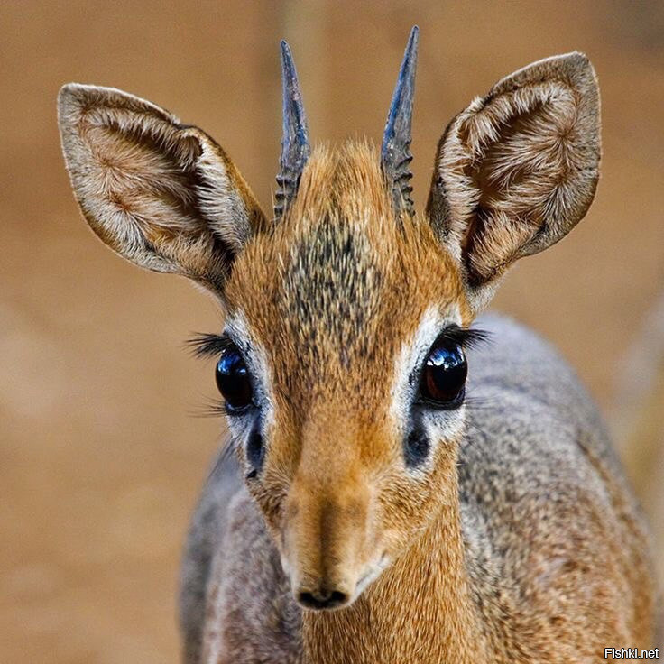 И название какое - дикдик