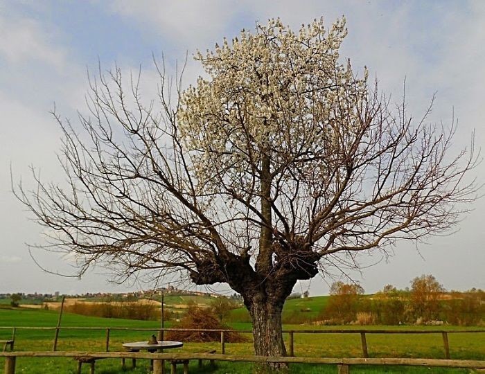 Вишневое дерево на стволе шелковицы