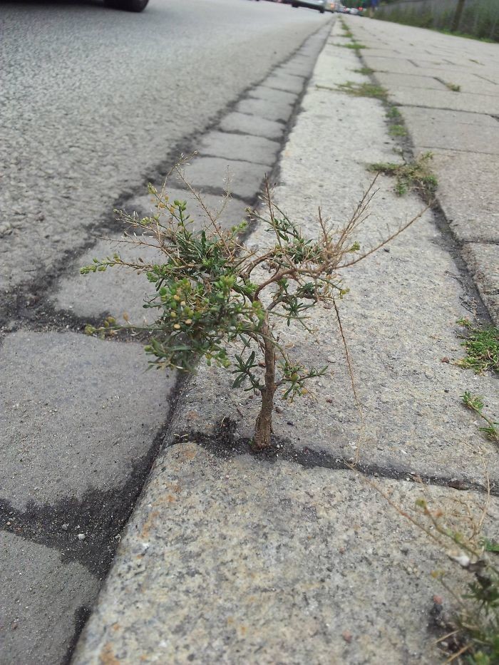 Миниатюрное деревце на тротуаре 