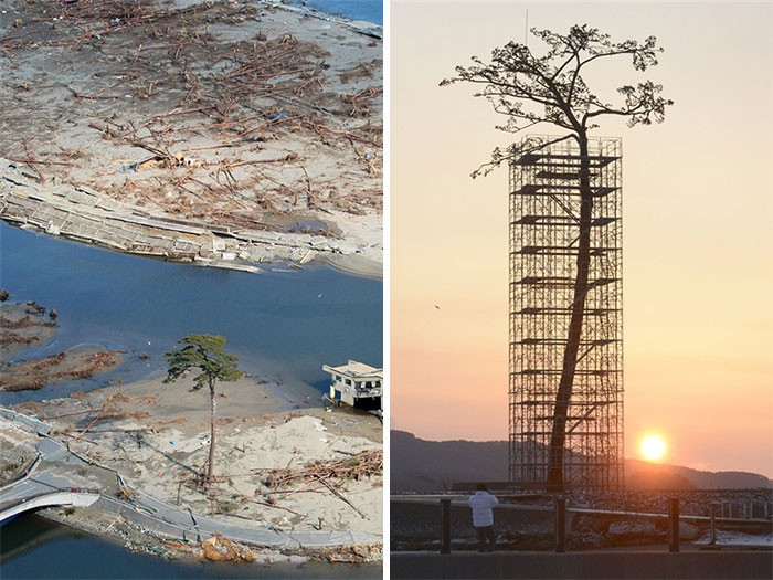 Единственное дерево, пережившее землетрясение и цунами в Японии в 2011 году