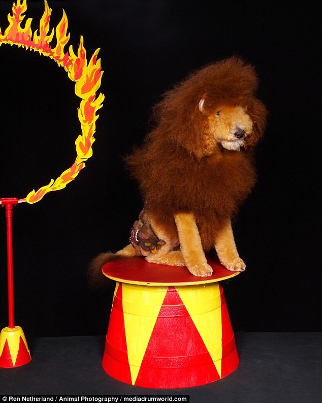 Лев готовится к прыжку сквозь огненное кольцо 