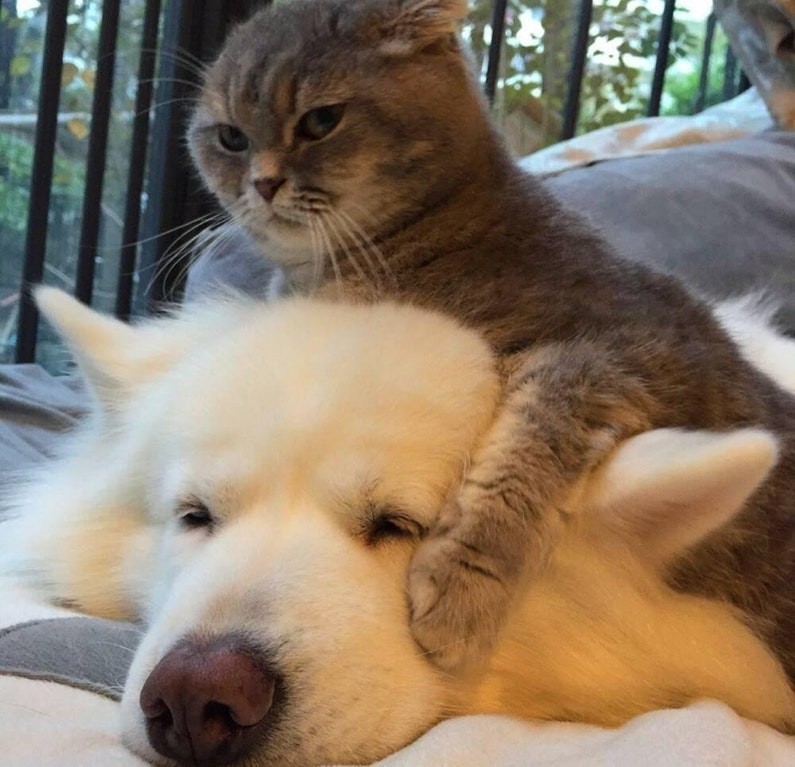 Когда животные - настоящие друзья