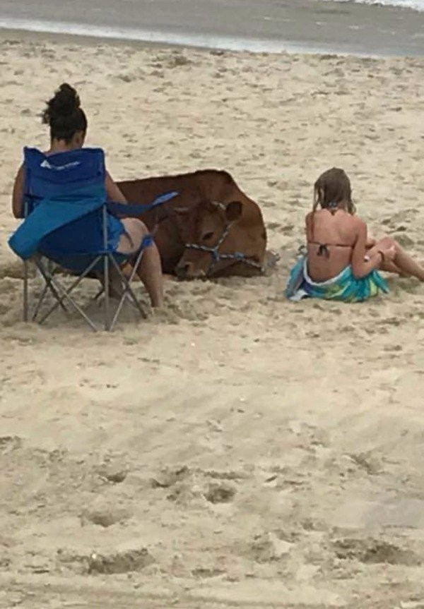 Корова на пляже 