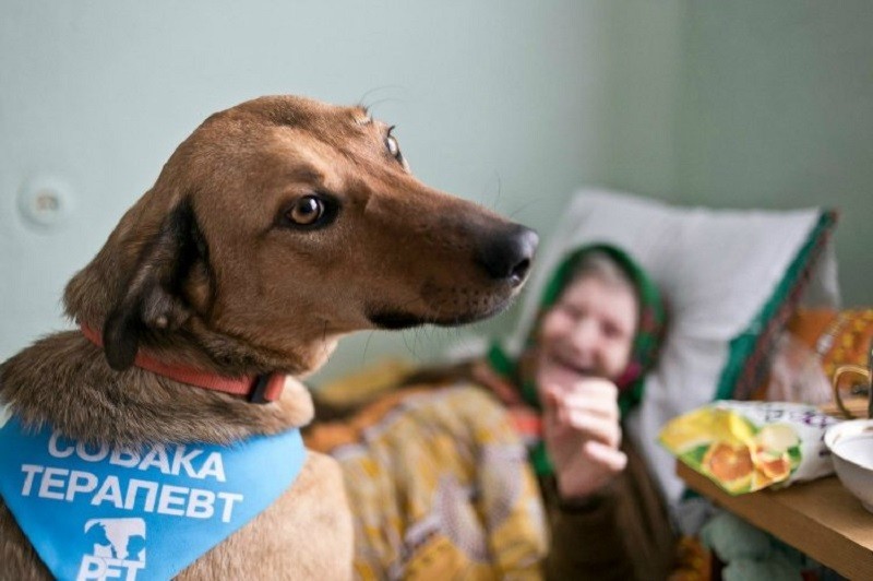 Животные, которые могут нас спасти: как собаки и кошки лечат болезни