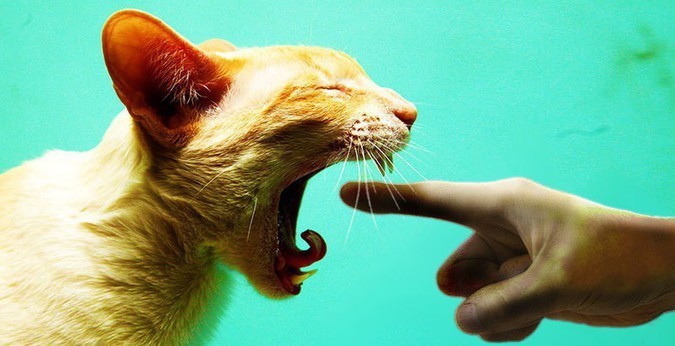 Засовывают палец в рот коту, когда тот зевает