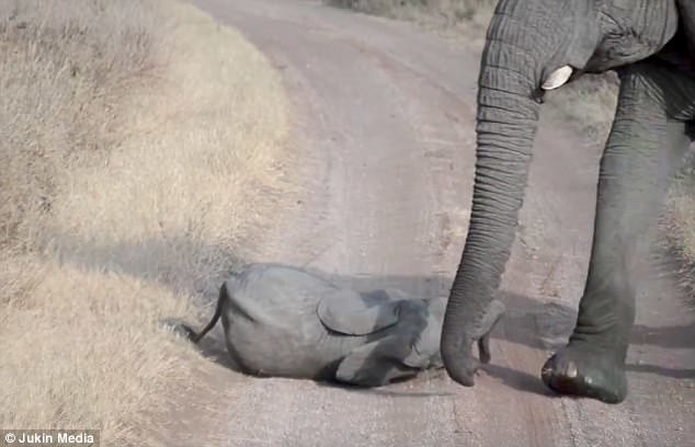 Уникальные кадры: неожиданный ответ слонихи на истерику слоненка