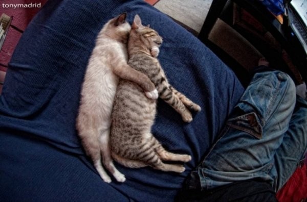 Очаровательные сони из семейства кошачьих
