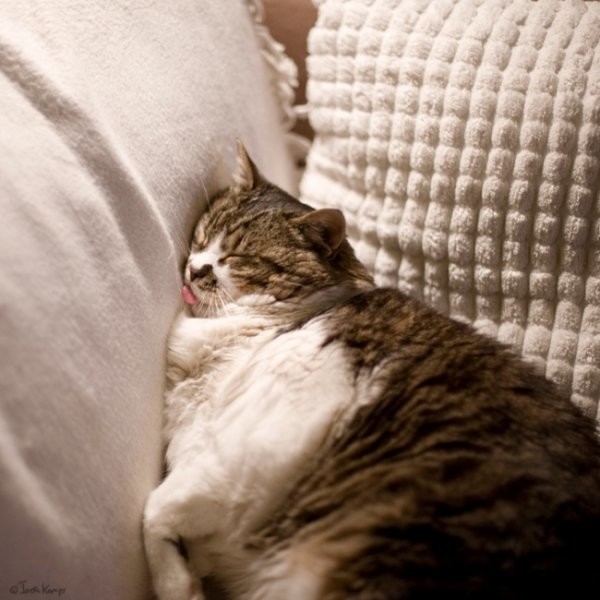Очаровательные сони из семейства кошачьих