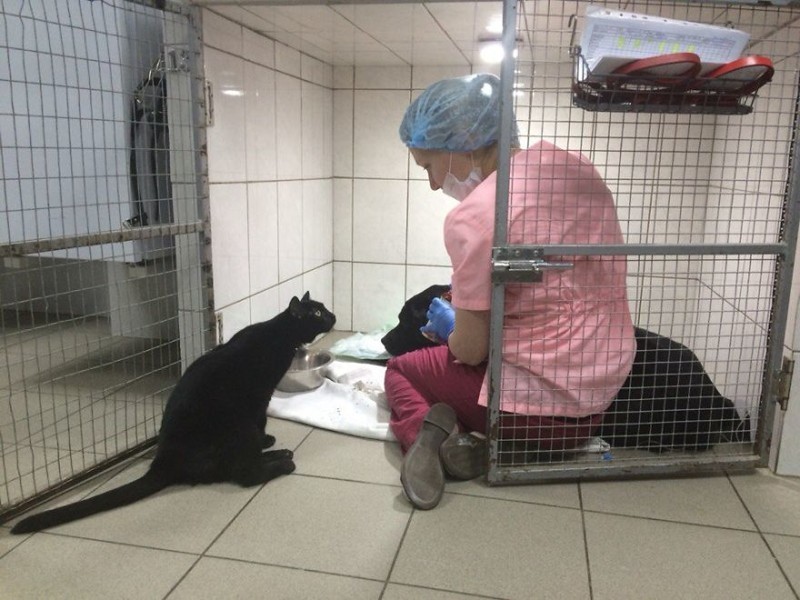 Кот не может ходить, но помогает другим больным животным