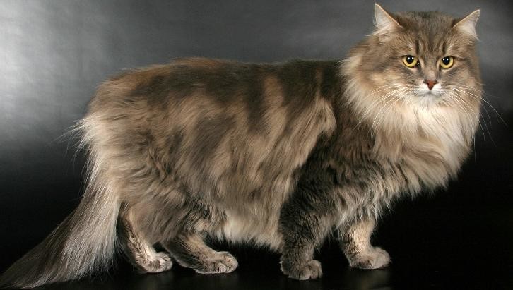 Сибирская кошка