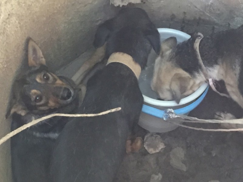 В севастополе спасли трех истощенных собак, которых кто-то бросил в колодец