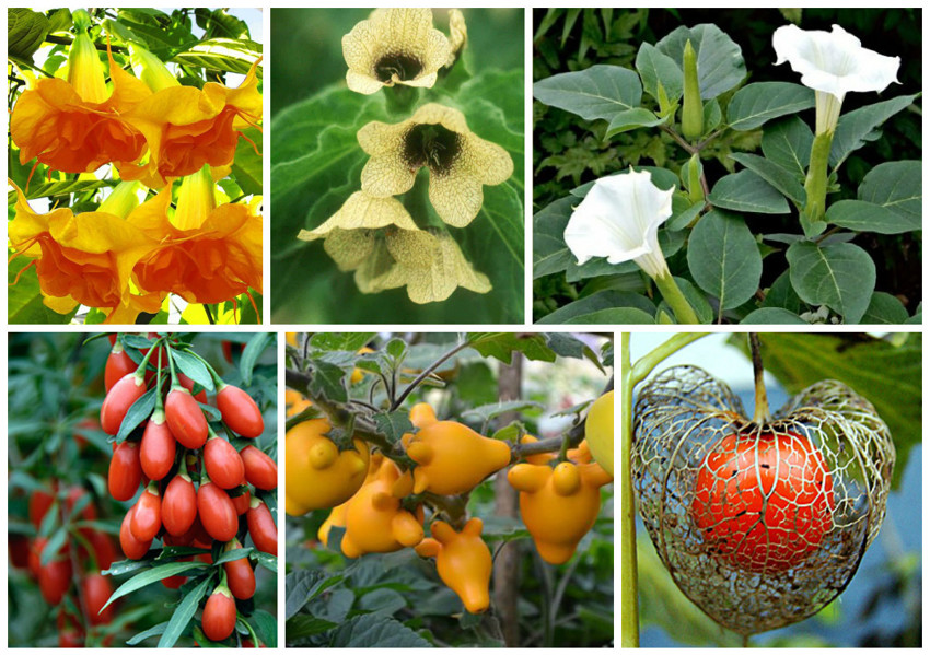 Паслёновые (лат. Solanaceae) — семейство двудольных спайнолепестных растений, содержащее много съедобных и культивируемых видов. Все растения этого семейства содержат яд - соланин